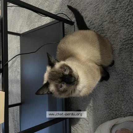 Photo 1/1 Chat retrouvé Perdu à Sarrebourg