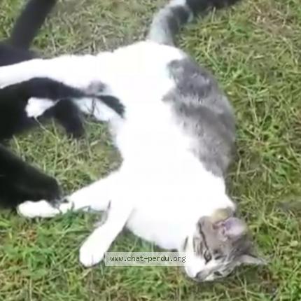 Photo 1/1 Moon Chat perdu à Riviere saas et gourby