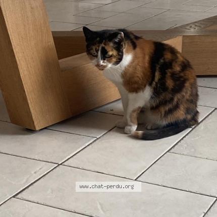 Photo de chat trouvé à St Maurice 63270