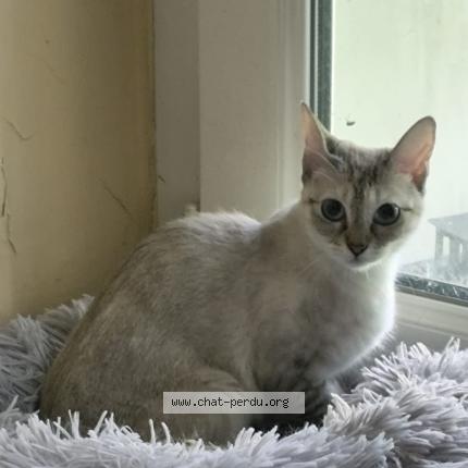 Photo 1/1 Chat retrouvé Perdu à Asnieres Sur Seine