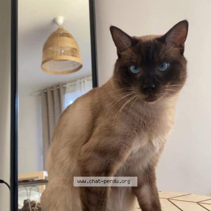 Photo 1/1 Chat retrouvé Perdu à Montpellier
