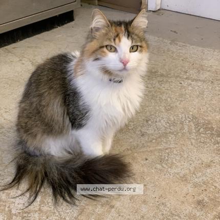 Photo 1/1 Poulette Chat perdu à Bonnieux