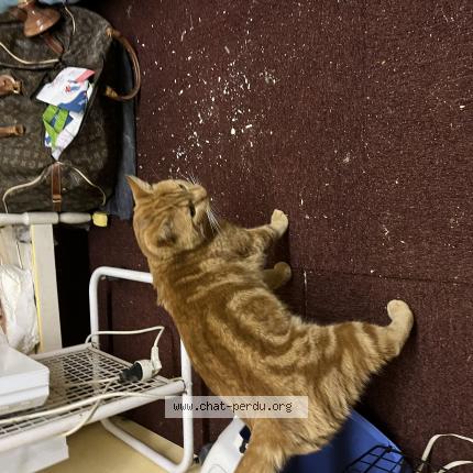 Photo de chat trouvé à Montfermeil