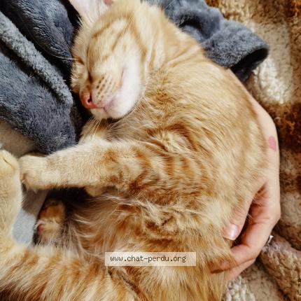 Photo de chat perdu à Montauban