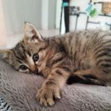 Photo de chat perdu à Mehun Sur Yevre