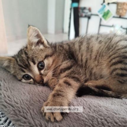 Photo 1/1 Chat retrouvé Perdu à Mehun sur yevre