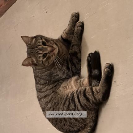 Photo de chat perdu à Bourgoin Jallieu