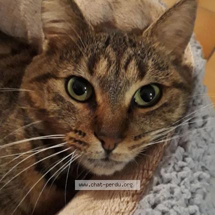 Photo de chat perdu à Frontignan