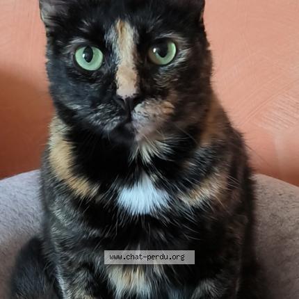 Photo 1/1 Mirabelle Chat perdu à Poussay