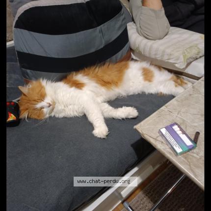 Photo 1/1 Chat retrouvé Perdu à Sevran