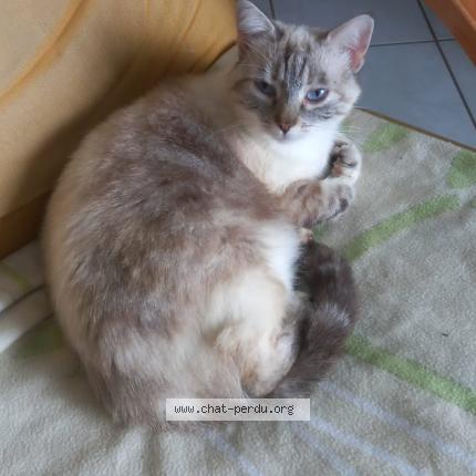 Photo de chat perdu à Sainte Blandine