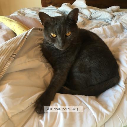 Photo de chat perdu à Bourg La Reine