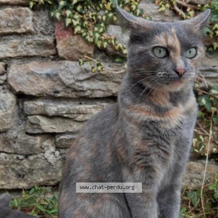 Photo de chat perdu à Moutonne