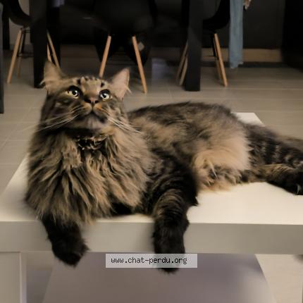 Photo de chat perdu à Ballan Mire