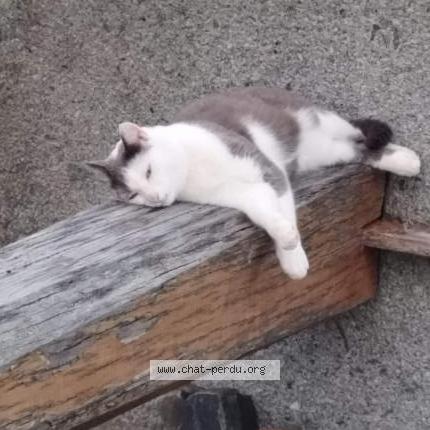 Photo 1/1 Chat retrouvé Perdu à Saint Quentin Sur Le Homme