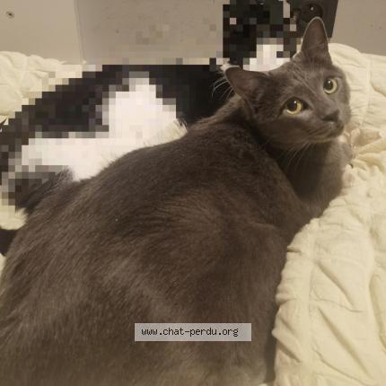 Photo de chat perdu à Saint Maur Des Fosses