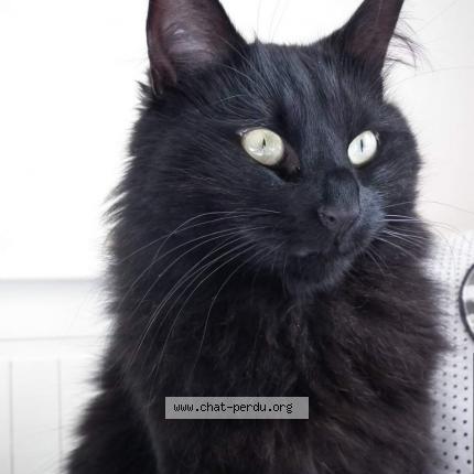 Photo de chat perdu à La Bourboule