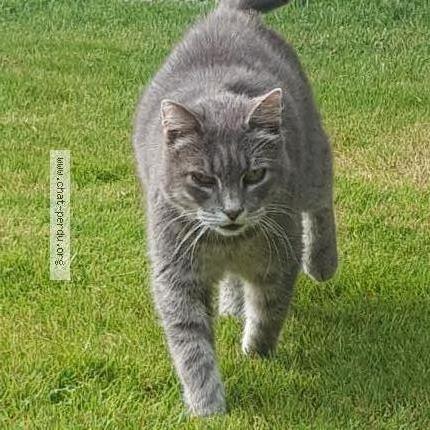 Photo de chat perdu à Landevant