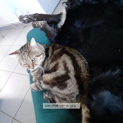 Photo de chat perdu à Le Havre