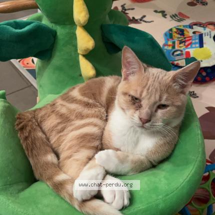 Photo de chat perdu à Gricourt