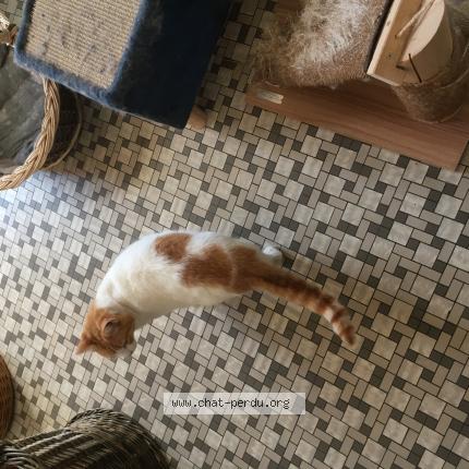 Photo de chat perdu à Langueux