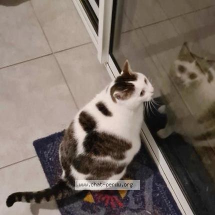 Photo 1/1 Chat retrouvé Perdu à Guipavas