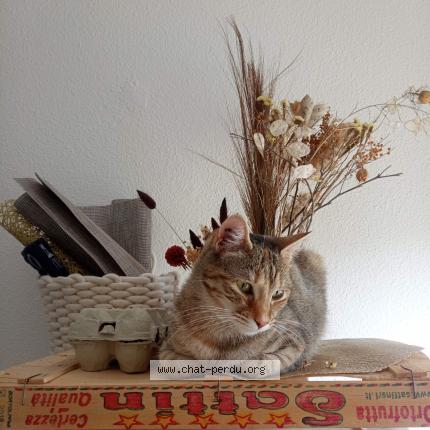 Photo 1/1 Chat retrouvé Perdu à Toulouse