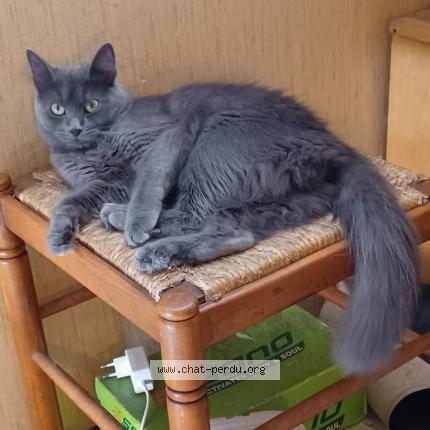 Photo 1/1 Chat retrouvé Perdu à Frontignan