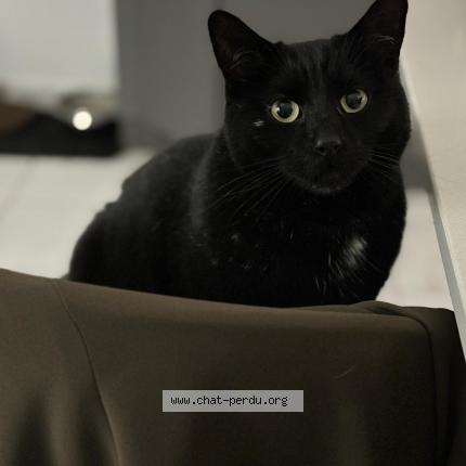 Photo 1/1 Teddy Chat perdu à Vy les lure