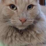 Photo de chat perdu à Santiago