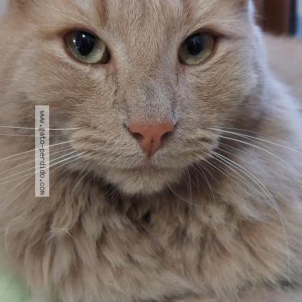 Photo 1/3 TOFFEE Chat perdu à Santiago