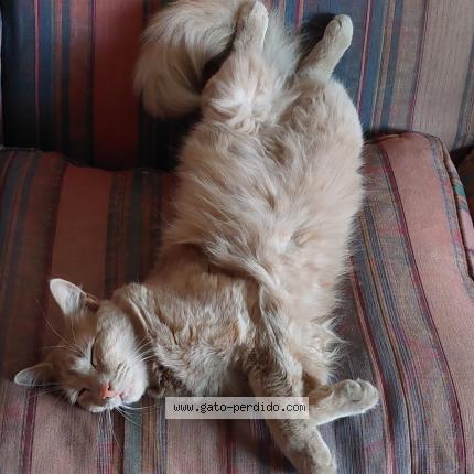 Photo 2/3 TOFFEE Chat perdu à Santiago