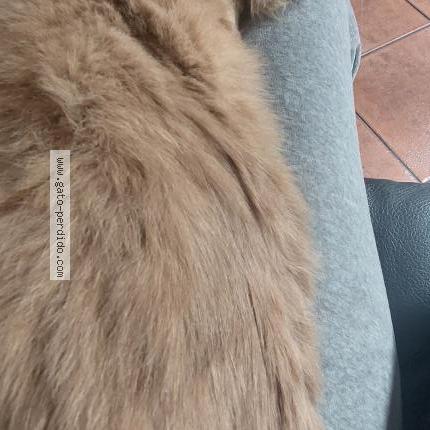 Photo 3/3 TOFFEE Chat perdu à Santiago