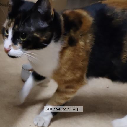 Photo 1/1 Chat trouvé Trouvé à Val de briey mancieulles