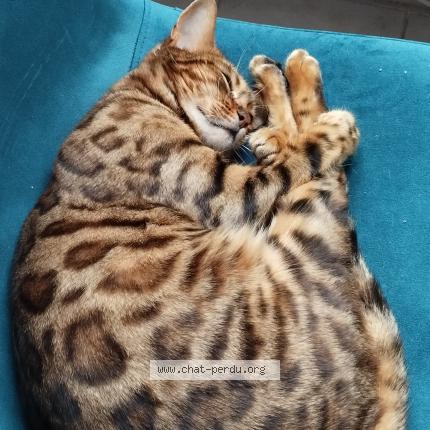 Photo 1/3 Tiana Chat perdu à Draguignan