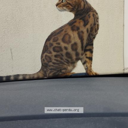 Photo 3/3 Tiana Chat perdu à Draguignan