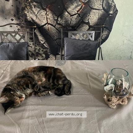 Photo de chat perdu à Maisons Alfort
