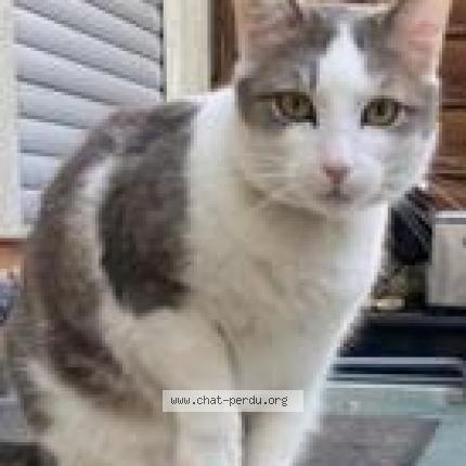 Photo de chat perdu à Bordeaux