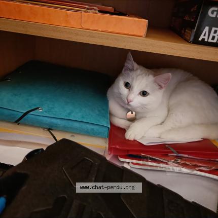Photo de chat perdu à Baud Limite Camors