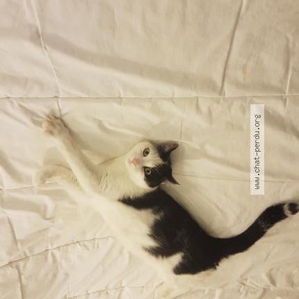 Photo 1/1 Chat retrouvé Perdu à Cognac