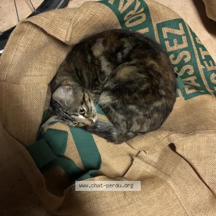 Photo de chat trouvé à Bouguenais