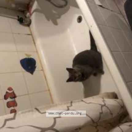 Photo 1/1 Chat retrouvé Perdu à Bordeaux