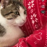 Photo de chat perdu à Pagny Le Chateau