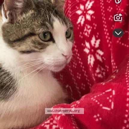 Photo 1/1 Chat retrouvé Perdu à Pagny le chateau