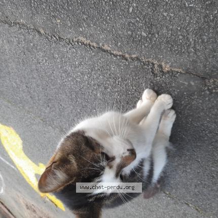 Photo 1/1 Chat retrouvé Trouvé à 86440 migne auxances