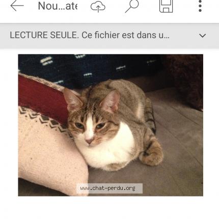 Photo de chat perdu à Herblay Sur Seine