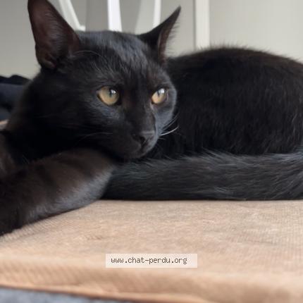 Photo 1/1 Chat retrouvé Perdu à Echirolles