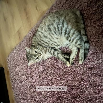 Photo de chat perdu à Moulins Les Metz