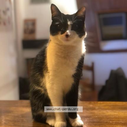Photo 1/1 Chat retrouvé Perdu à Strasbourg