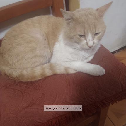 Photo 1/1 Damien Chat perdu à Maipu